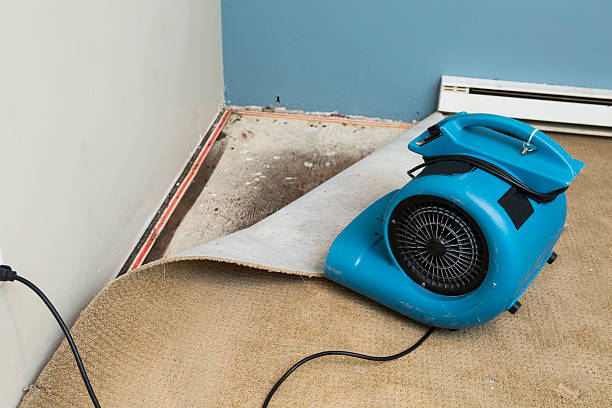 Best Mold removal after water damage  in Boyce, LA